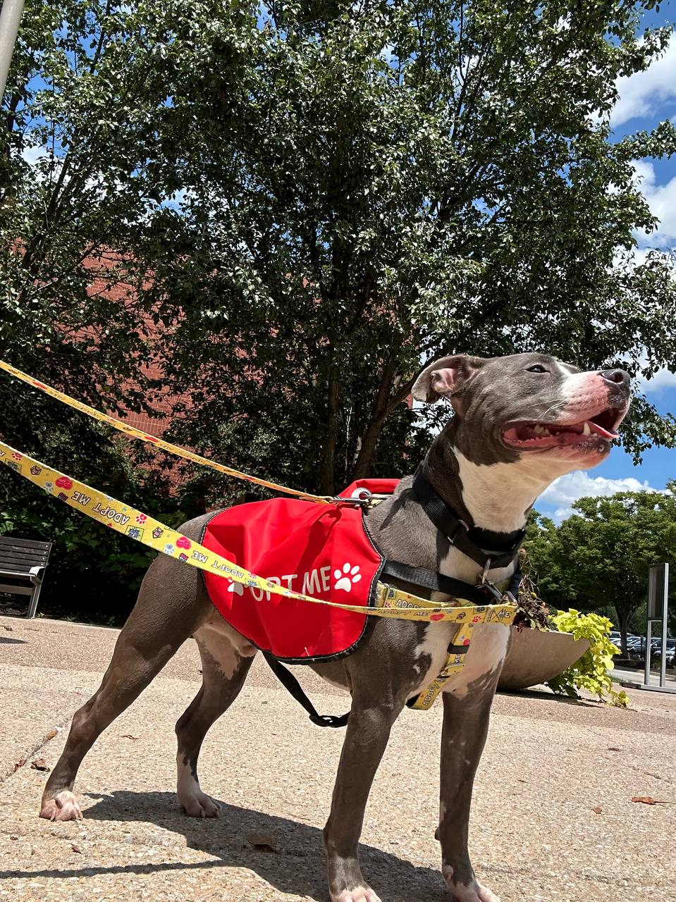 Shelter volunteer on a field trip with an adoptable dog in the woods